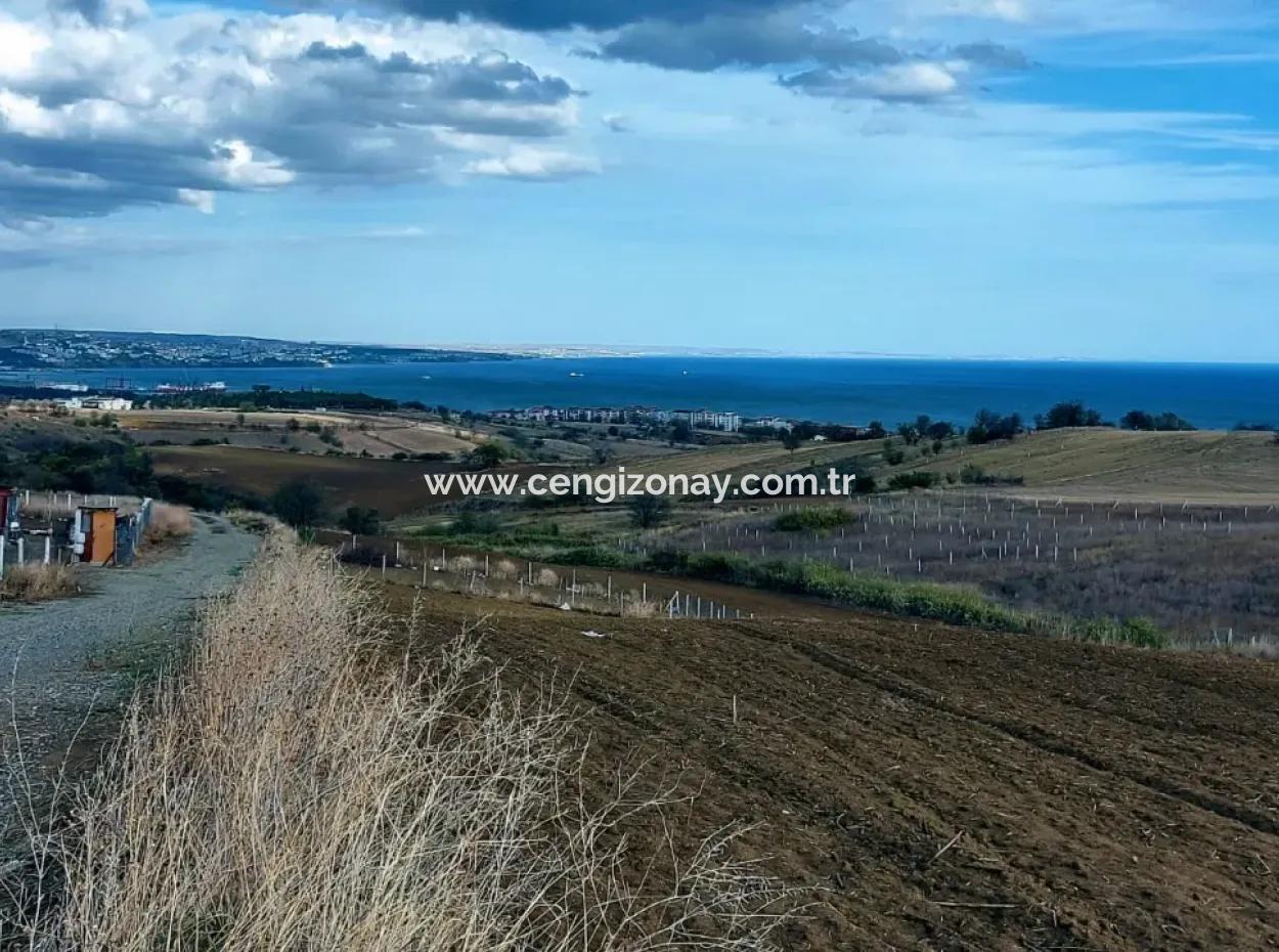 Tekirdağ Barbarosta'da Mükemmel Konumda, 503 M2 Full Deniz Ve Doğa Manzaralı %20 İki Kat Villa İmarlı Arsa