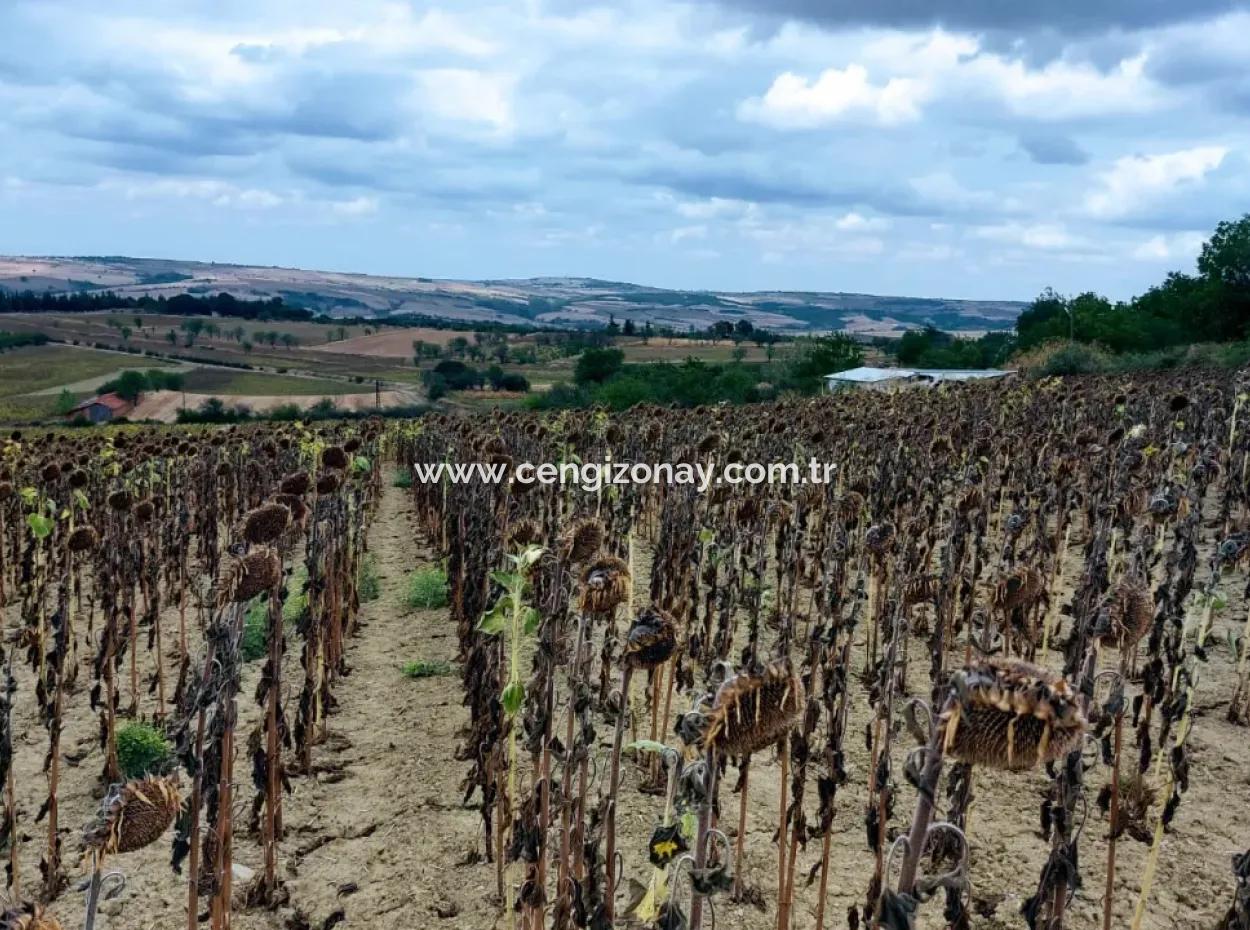 Tekirdağ Malkara Sırtbey Mahallesinde 5 Ayrı Tapuya Sahip 13.970 M2 Yatırım Fırsatı