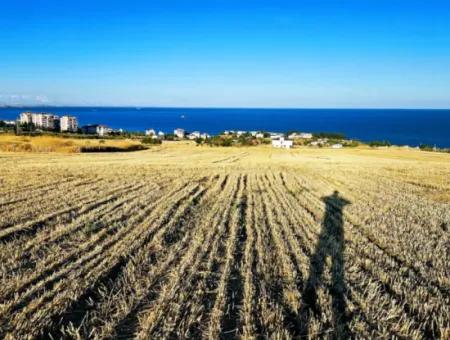 Tekirdağ Barbarosta  Acil Satılık 1.750 M2 Full Deniz Manzaralı Kelepir Köşe Arsa