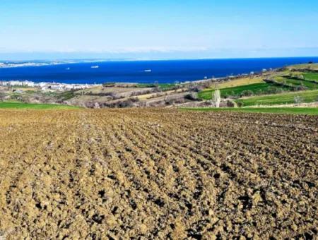 Tekirdağ Barbarosta Acil Satılık Full Deniz Manzaralı Villa İmarlı 6.400 M2 Villa İmarlı Arazi