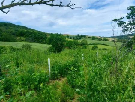 Tekirdağ Avşar Mahallesinde Acil Satılık 2.820 M2 Doğa İçinde Tıny House Koymaya Müsait Kupon Yer