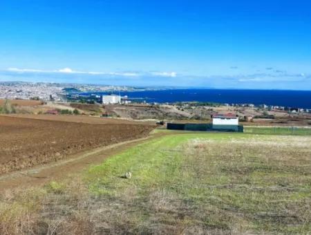 Tekirdağ Barbarosta'da Acil Satılık, 15.000 M2 Villa İmarlı Tarla!