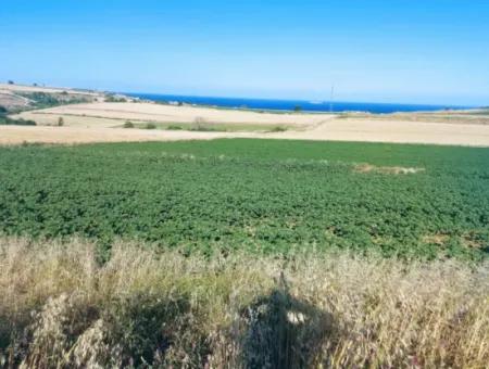 Tekirdağ Aşağkılıçlı Mah. Anayol Cepheli 2.340 M2 Al - Sata Uygun Yüksek Kazanç Vaaed Eden Acil Satılık Kupon Tarla