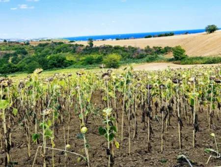 Tekirdağ Barbarosta Takas + Nakit İhtiyaçtan Acil Satılık Villa İmarlı Kupon Tarla