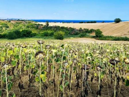 Tekirdağ Barbarosta Takas + Nakit İhtiyaçtan Acil Satılık Villa İmarlı Kupon Tarla