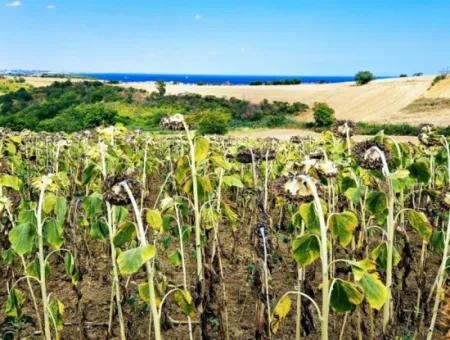 Tekirdağ Barbarosta Takas + Nakit İhtiyaçtan Acil Satılık Villa İmarlı Kupon Tarla