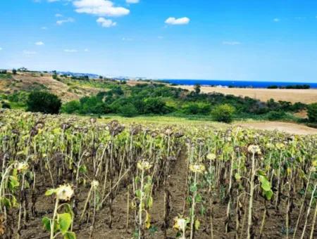 Tekirdağ Barbarosta Takas + Nakit İhtiyaçtan Acil Satılık Villa İmarlı Kupon Tarla